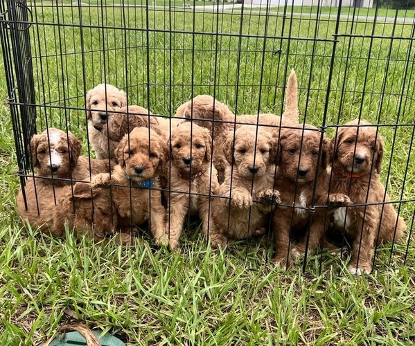 Medium Photo #1  Breeder Profile in OCALA, FL, USA