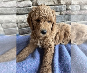 Goldendoodle Dog Breeder near MONONGAHELA, PA, USA