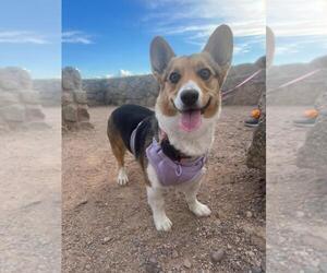 Pembroke Welsh Corgi Dog Breeder near RIO RICO, AZ, USA