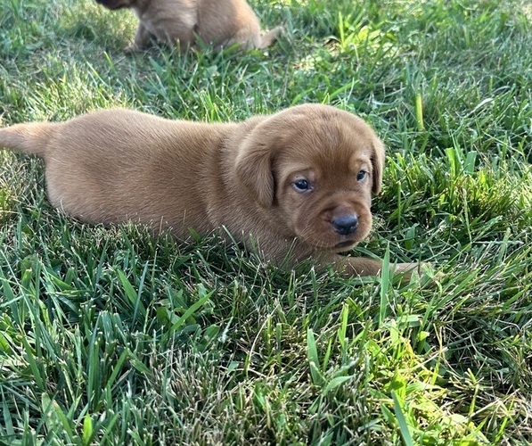 Medium Photo #5  Breeder Profile in HIAWATHA, KS, USA