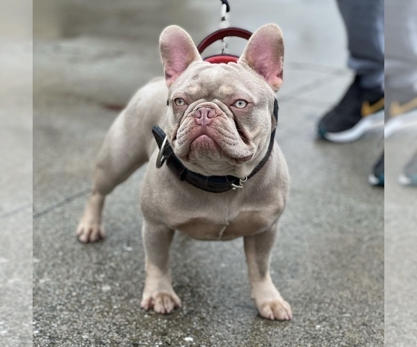 Medium Photo #1  Breeder Profile in WEST COVINA, CA, USA