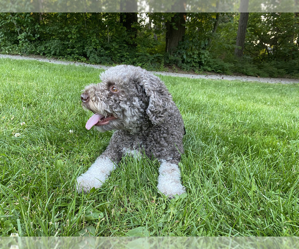 Medium Photo #20  Breeder Profile in VANCOUVER, WA, USA