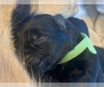 Small #49 Breeder Profile image