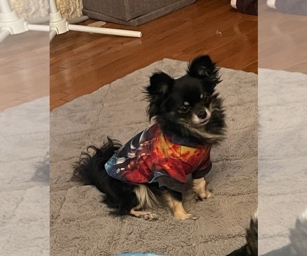 Medium Photo #94  Breeder Profile in TWINING, MI, USA