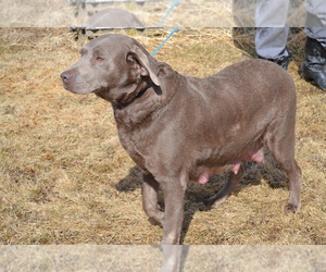 Labrador Retriever Dog Breeder near OWEN, WI, USA