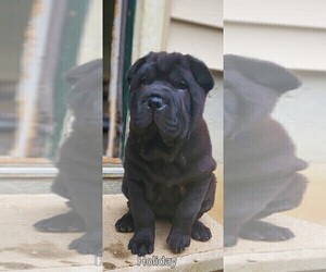 Chinese Shar-Pei Dog Breeder near OBLONG, IL, USA