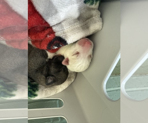 Medium Photo #32  Breeder Profile in LULING, TX, USA