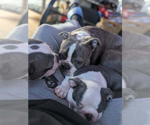 Medium Photo #1  Breeder Profile in GONIC, NH, USA