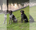 Small breeder photo