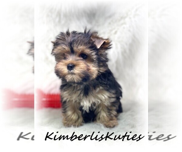 Medium Photo #8  Breeder Profile in LIPAN, TX, USA
