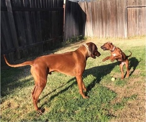 Medium Breeder Profile Photo