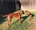 Small breeder photo