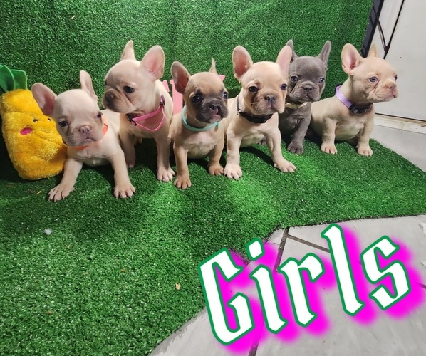 Medium Photo #1  Breeder Profile in MIRA LOMA, CA, USA