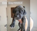 Small Photo #10  Breeder Profile in MONTEVIEW, ID, USA