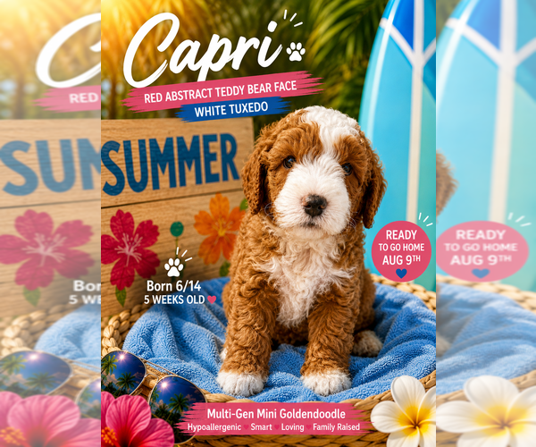 Medium Photo #9  Breeder Profile in SAN ANTONIO, TX, USA