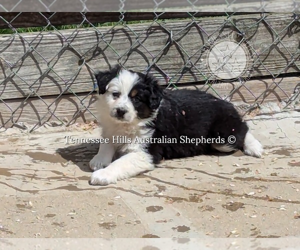 Medium Photo #11  Breeder Profile in GEORGETOWN, TN, USA