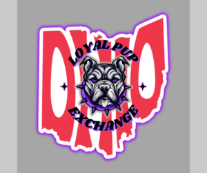 American Bully Dog Breeder near STRASBURG, OH, USA