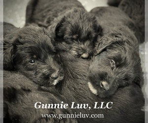Medium Breeder Profile Photo