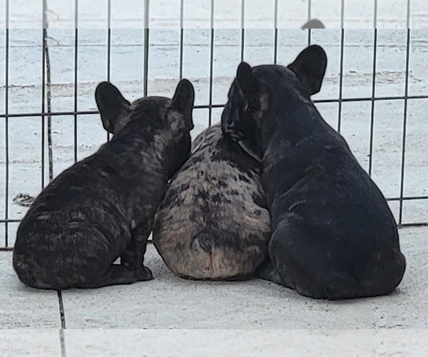 Medium Photo #1  Breeder Profile in MIDVALE, UT, USA