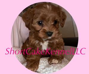 Cavalier King Charles Spaniel-Poodle (Toy) Mix Dog Breeder near NORTH AUGUSTA, SC, USA