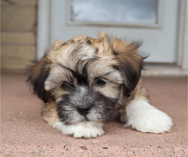 Medium Photo #47  Breeder Profile in THORP, WI, USA