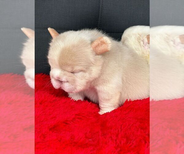 Medium Photo #10  Breeder Profile in BURBANK, CA, USA