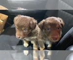 Small breeder photo