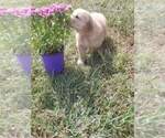 Small breeder photo