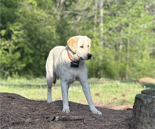Medium Photo #6  Breeder Profile in NEWNAN, GA, USA