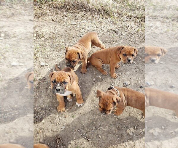 Medium Photo #15  Breeder Profile in FORSYTH, MT, USA