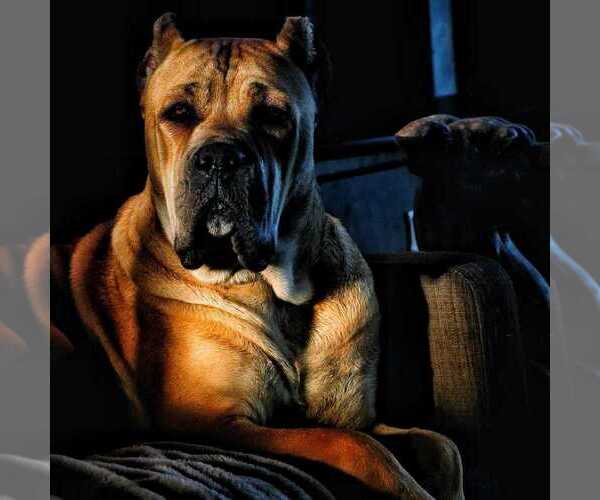 Medium Photo #2  Breeder Profile in BEAVERDAM, VA, USA