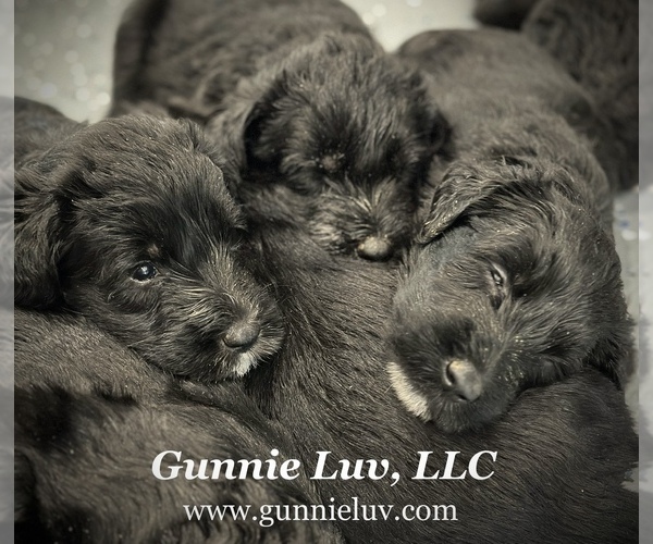 Medium Photo #1  Breeder Profile in SAINT AUGUSTINE, FL, USA