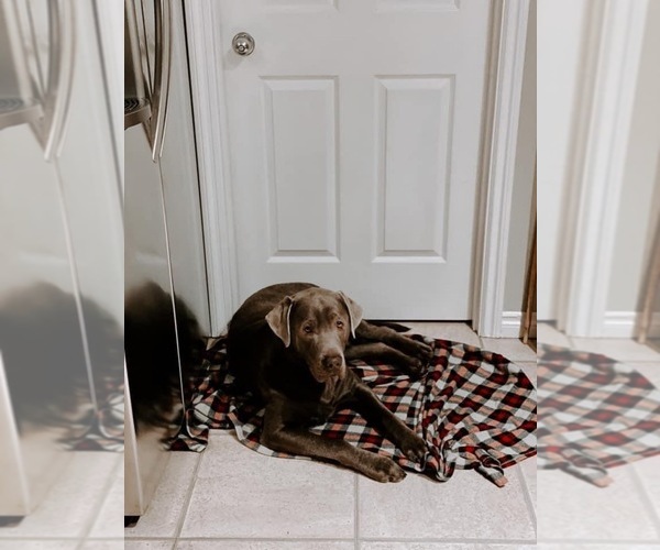 Medium Photo #6  Breeder Profile in OUTLOOK, WA, USA