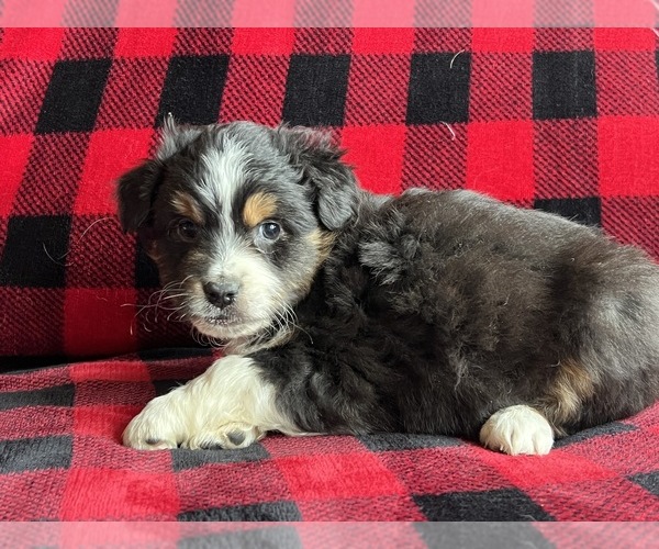 Medium Photo #3  Breeder Profile in BAKER CITY, OR, USA