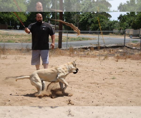 Medium Photo #10  Breeder Profile in OAKLEY, CA, USA