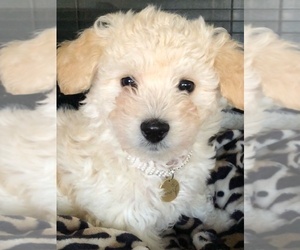 Poodle (Toy) Dog Breeder near CLOVER, SC, USA