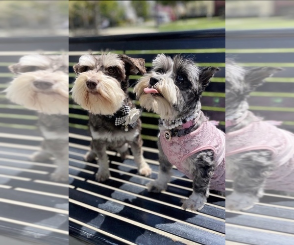 Medium Photo #11  Breeder Profile in RESCUE, CA, USA
