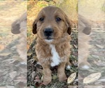 Small breeder photo