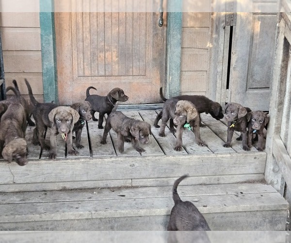 Medium Photo #1  Breeder Profile in MERLIN, OR, USA