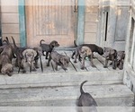 Small breeder photo