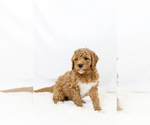 Small #39 Breeder Profile image