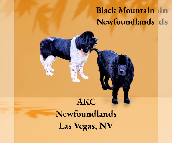 Medium Photo #1  Breeder Profile in LAS VEGAS, NV, USA