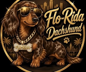 Dachshund Dog Breeder near SEBRING, FL, USA