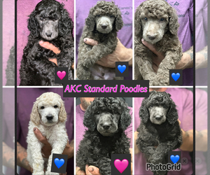 Poodle (Standard) Dog Breeder in FRANKLIN,  USA