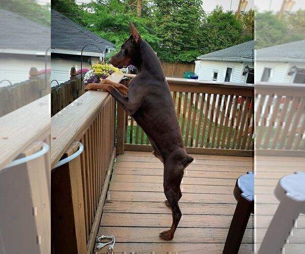 Medium Photo #40  Breeder Profile in FORT LAUDERDALE, FL, USA