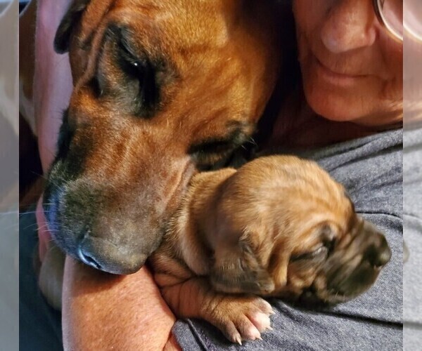 Medium Photo #15  Breeder Profile in ALBA, TX, USA