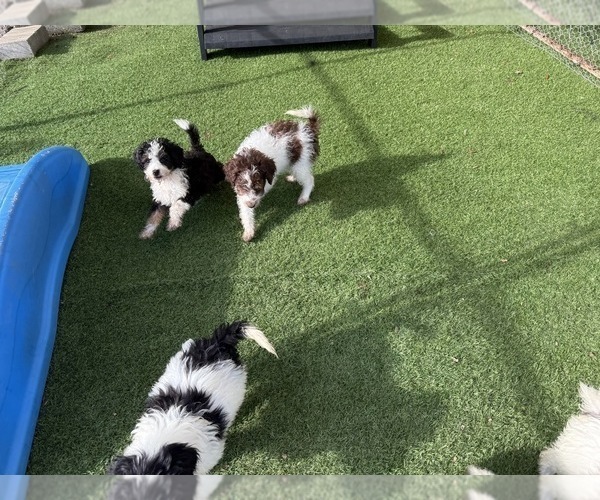 Medium Photo #5  Breeder Profile in YOUNGSTOWN, FL, USA