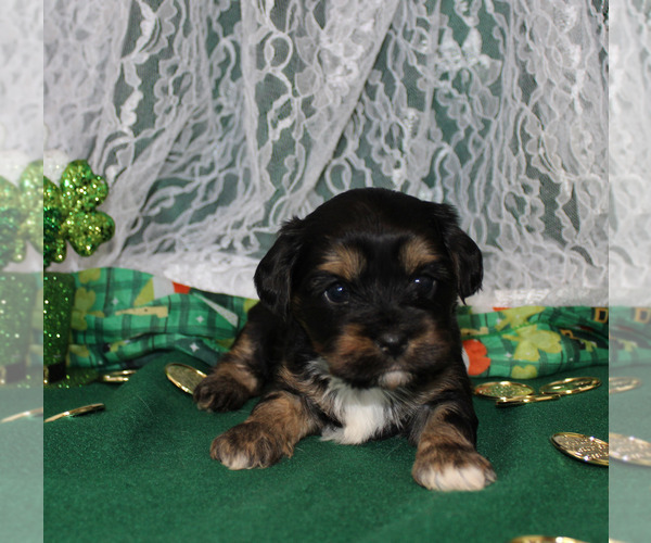 Medium Photo #24  Breeder Profile in CHANUTE, KS, USA