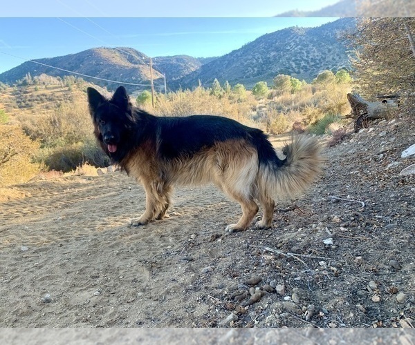 Medium Photo #22  Breeder Profile in PINON HILLS, CA, USA