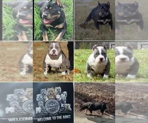 American Bully Dog Breeder near DETROIT, MI, USA